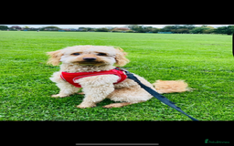 Cavapoochon dogs for sale: Cavapoochon  - Image 4