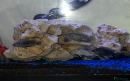 Cichlids fish for sale: Pair and babies - Image 2