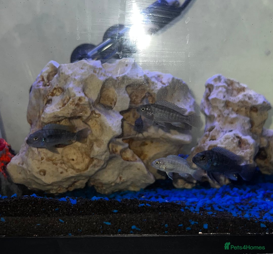 Cichlids fish for sale: Pair and babies - Image 2