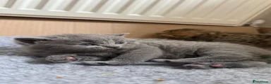 British Shorthair 2