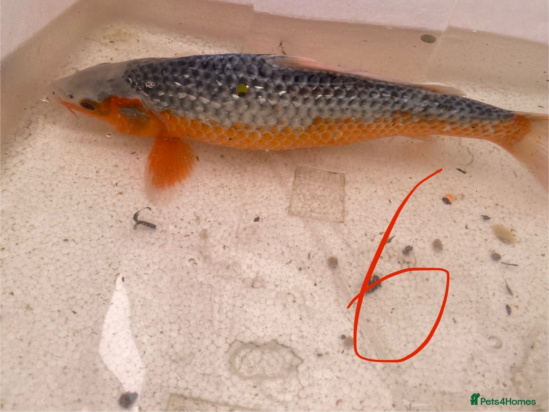 Koi Carp fish for sale: Mixture of Koi  - Image 1