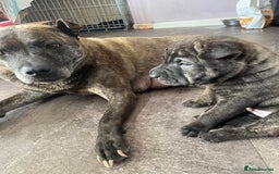 Mixed Breed dogs for sale: Staffie/sharpei pups  - Image 1