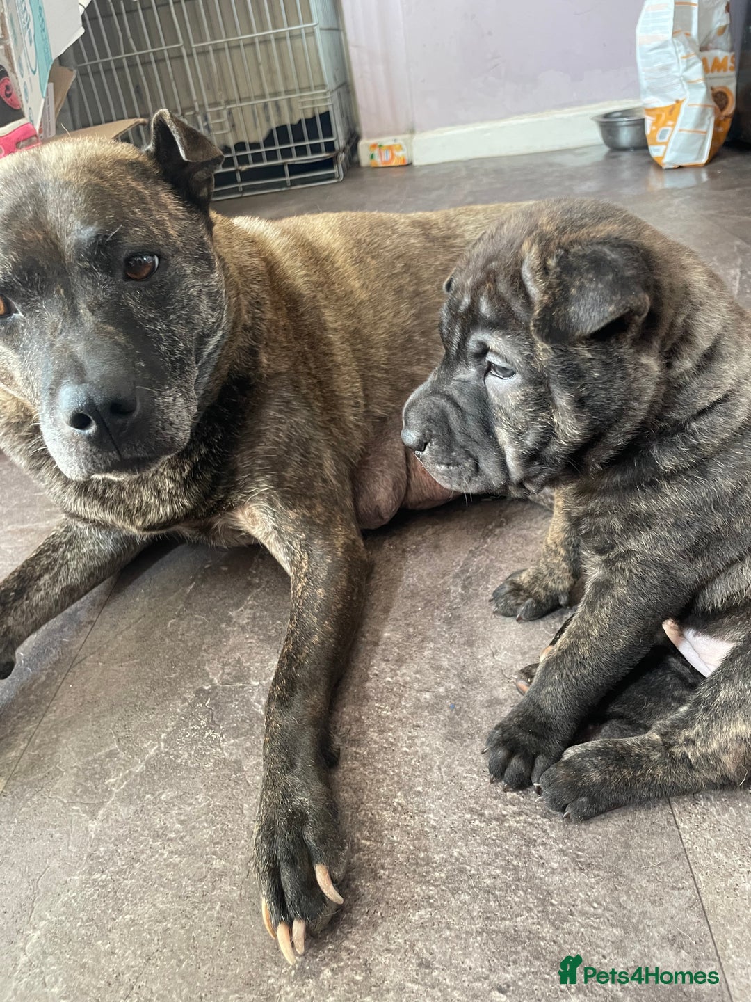 Mixed Breed dogs for sale: Staffie/sharpei pups  - Image 1