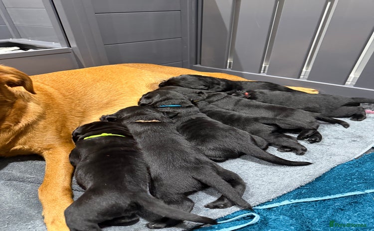 Labrador Retriever dogs - Advert 1