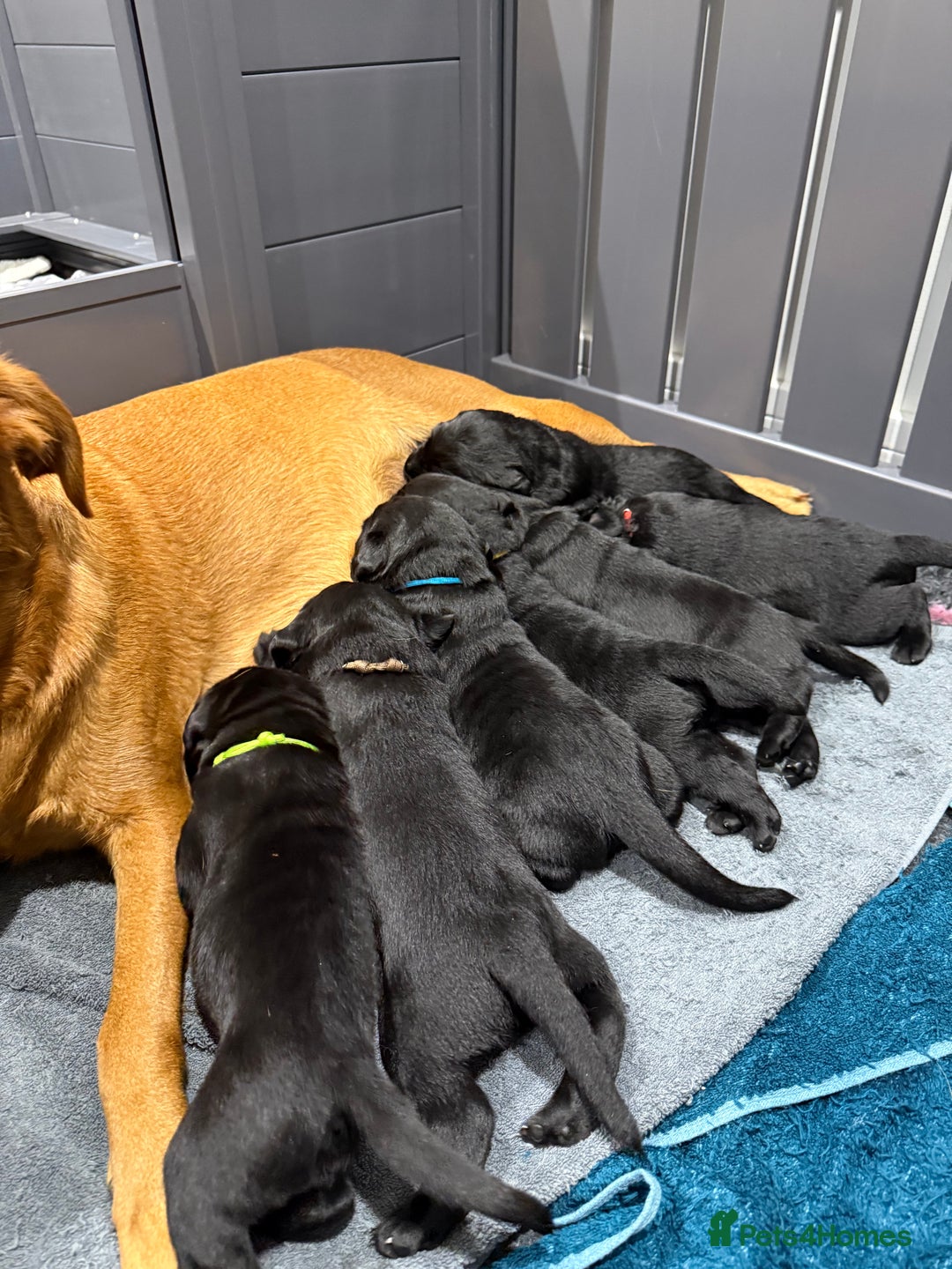 Labrador Retriever dogs for sale: 5* breeder🐾beautiful glossy black puppies ❤️  - Image 2