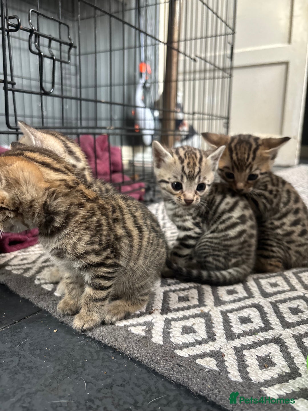 Bengal cats for sale: Bengal and half breed Bengal kittens  - Image 5