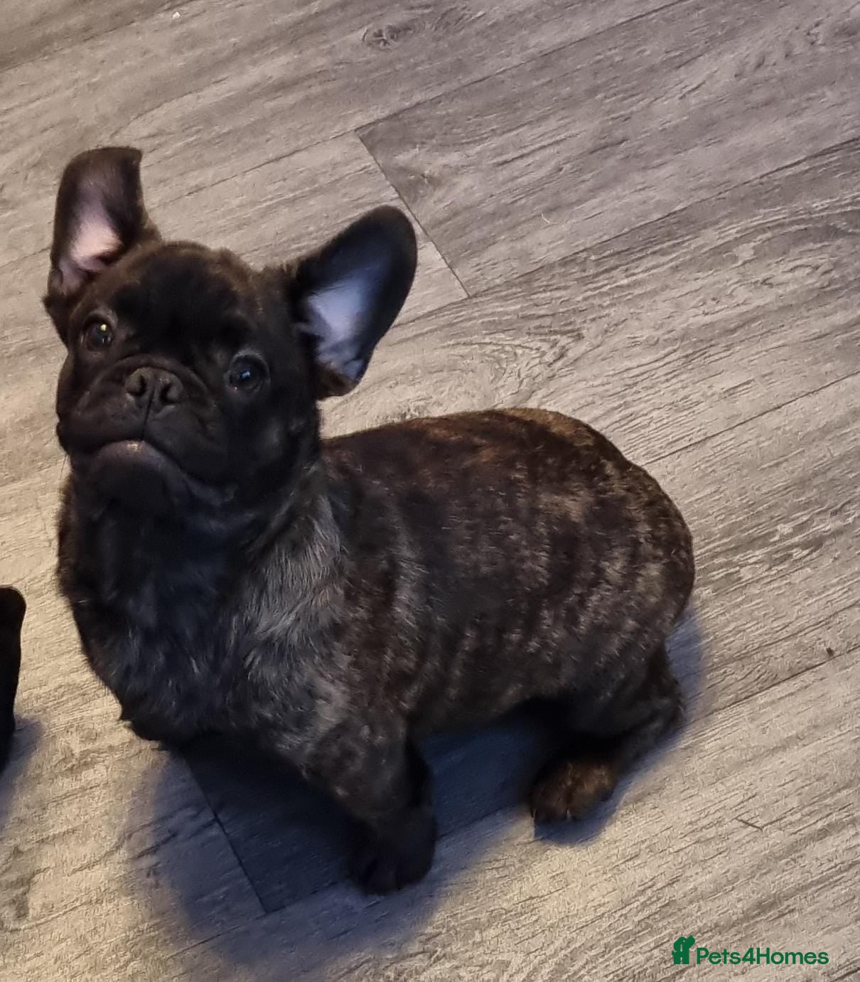 Frug dogs Gorgeous 16wk old Frugs - 2 Boys Remaining  - Advert 1