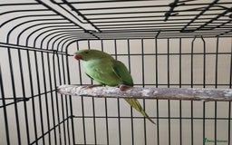 Ringnecks birds for sale: Green ringneck parrot baby  - Image 1