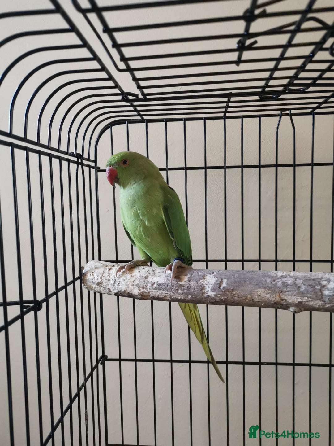 Ringnecks birds for sale: Green ringneck parrot baby  - Image 1