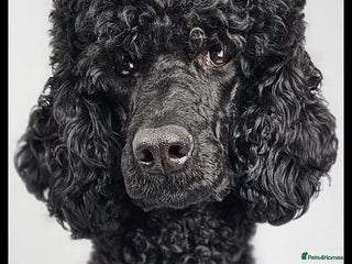 Standard Poodle dogs - Advert 7