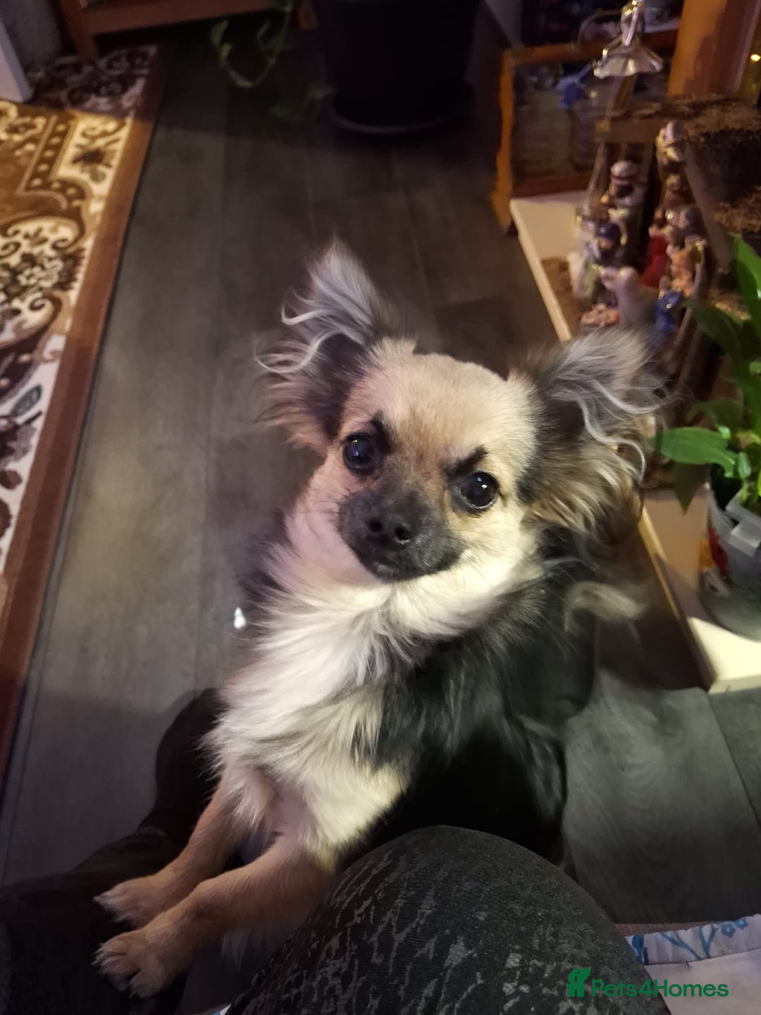 Chihuahua dogs for sale: Long haired miniature chiuahua - Advert 1