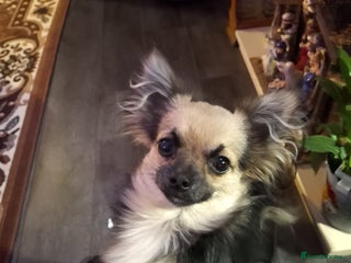 Chihuahua dogs Long haired miniature chiuahua - Advert 1