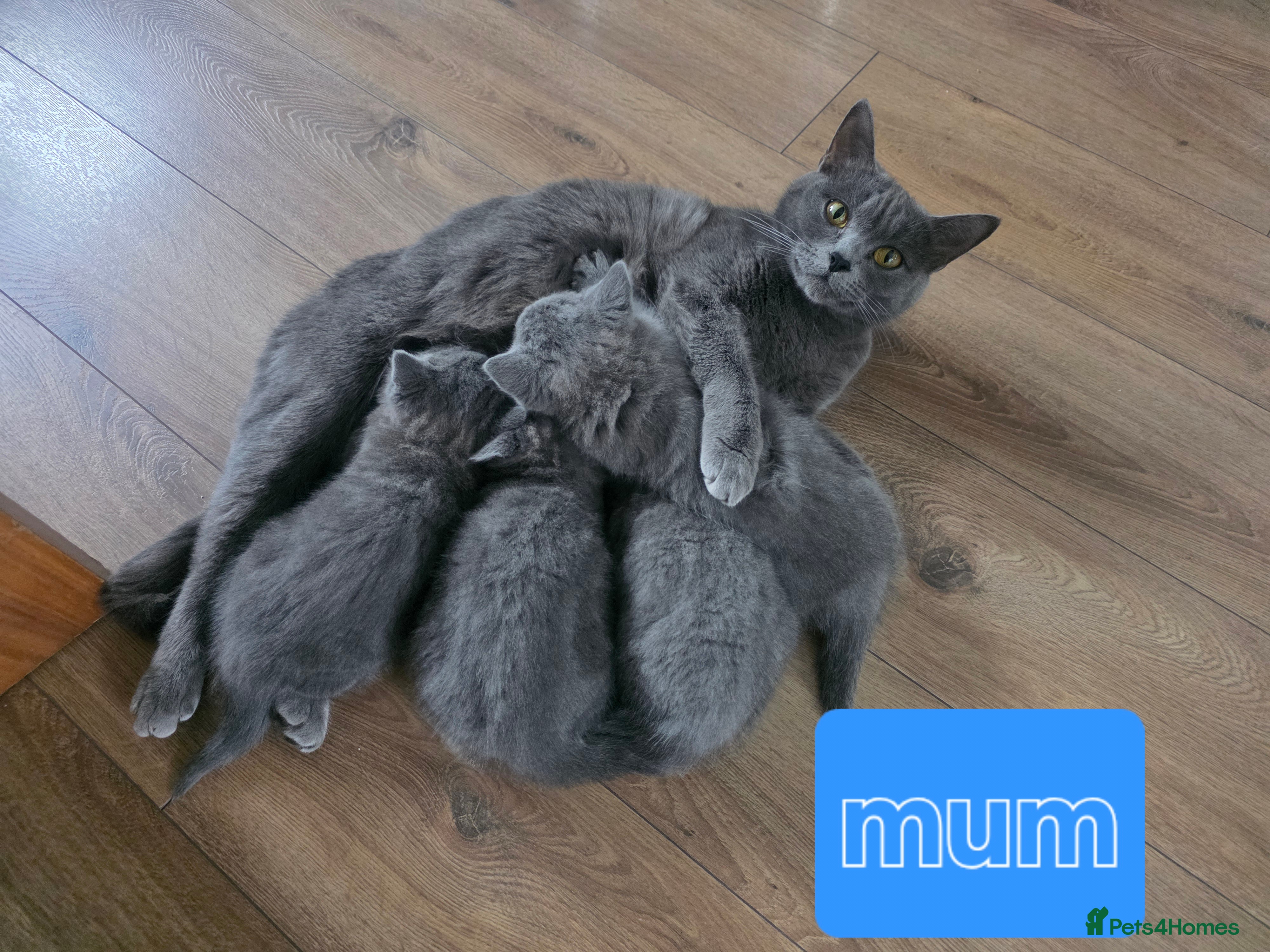 British Shorthair cats Wonderful british shorthair kitten - Advert 1