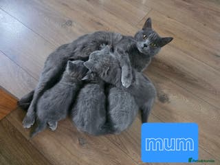 British Shorthair cats Wonderful british shorthair kitten - Advert 3