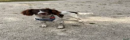 English Springer Spaniel dogs for sale: Springer Spaniel  - Advert 7