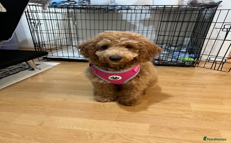 Toy Poodle dogs - Advert 5