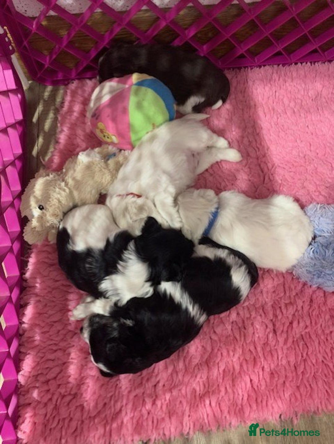 Miniature Schnauzer dogs for sale: 5* LICENSED KC MINI (TOY) SCHNAUZER LITTER - Advert 11
