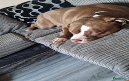 Mixed Breed dogs for sale: Rehousing  - Image 3