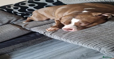 Mixed Breed dogs - Advert 1