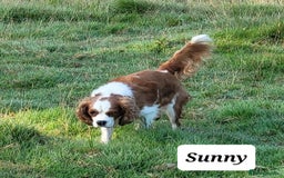 Cavalier King Charles Spaniel dogs for sale: Cavalier king Charles Spaniel - Image 1