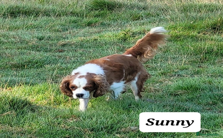 Cavalier King Charles Spaniel dogs - Advert 1