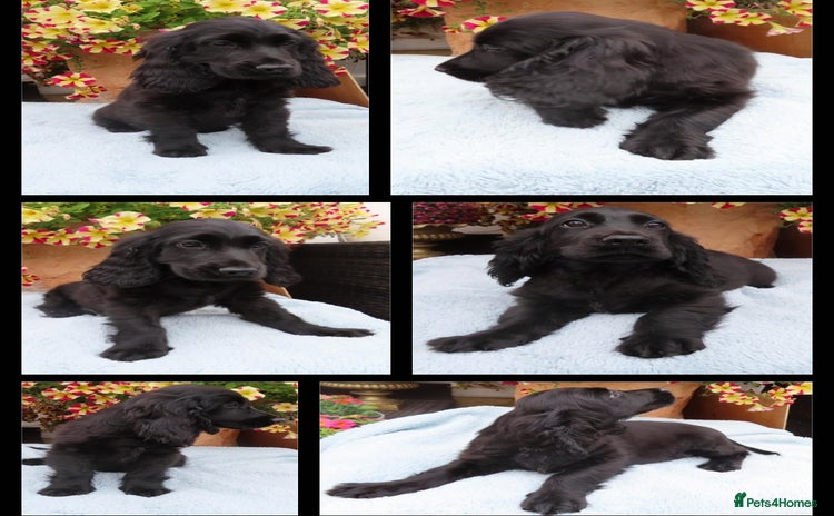 Cocker Spaniel dogs - Advert 11