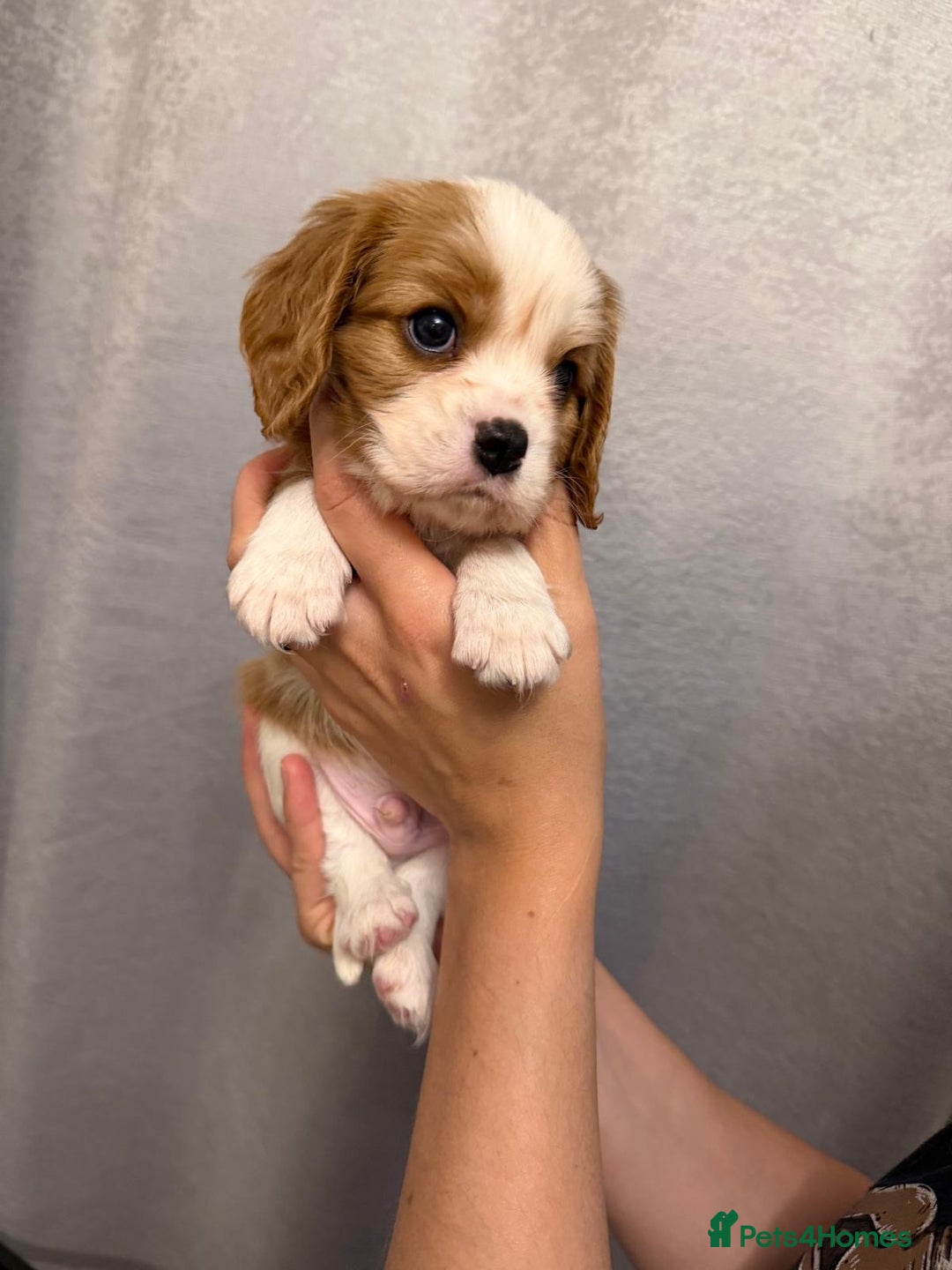 Cavalier King Charles Spaniel dogs for sale: Beautiful KC Registered Boy ✨ Health Tested ✨ - Advert 39