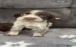 Cocker Spaniel dogs for sale: Cocker Spaniel Puppy’s  - Image 22