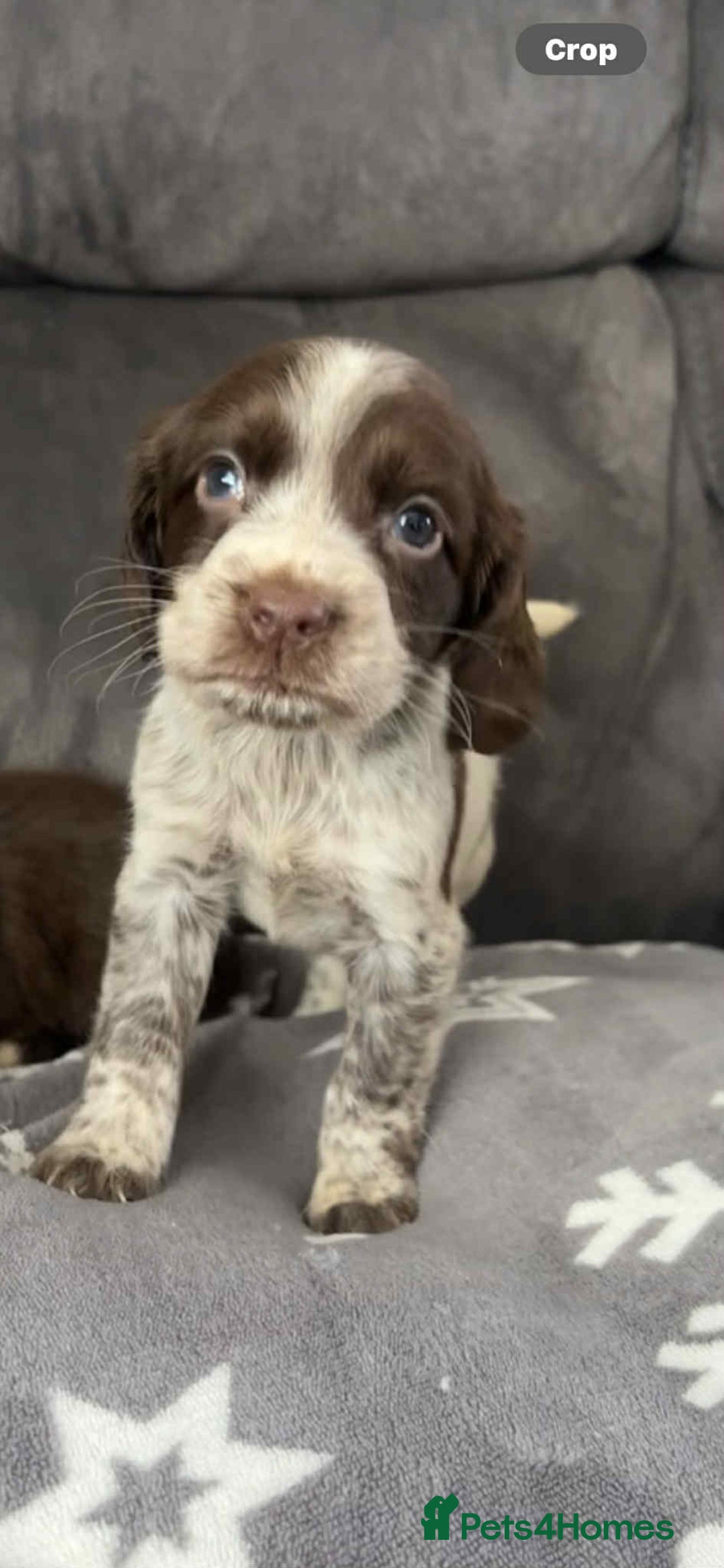 Cocker Spaniel dogs for sale: Cocker Spaniel Puppy’s  - Image 22