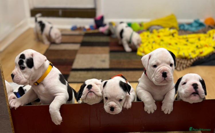Old Tyme Bulldog dogs - Advert 6