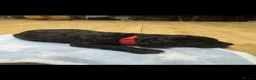 Miniature Poodle dogs for sale: Adorable miniature poodles for sale KC registered  - Advert 7