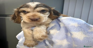 Cocker Spaniel dogs Fully health tested KC Cocker Spaniel puppies - Advert 9