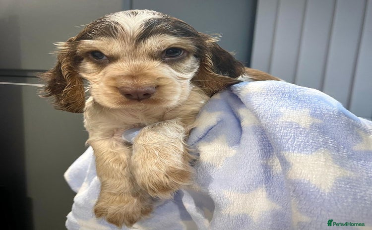 Cocker Spaniel dogs Fully health tested KC Cocker Spaniel puppies - Advert 6