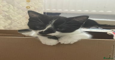 Domestic Shorthair cats - Advert 6