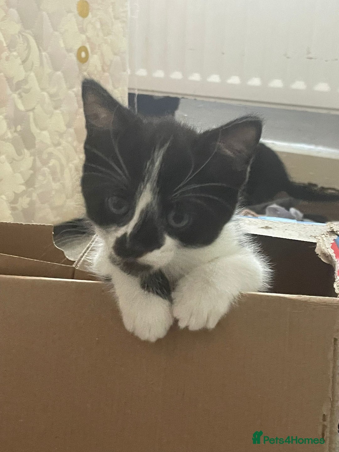 Domestic Shorthair cats for sale: 3 kittens for sale  - Image 2