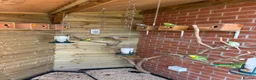Budgerigars birds for sale: Baby budgies for sale Wigan  - Advert 1