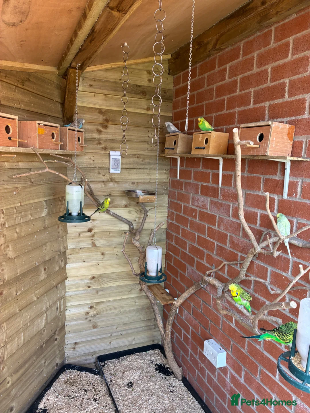 Budgerigars birds for sale: Baby budgies for sale Wigan  - Advert 1
