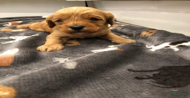 Cavapoo dogs - Advert 1