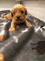 Cavapoo dogs - Advert 1