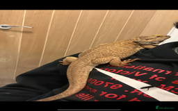 Bearded Dragon reptiles for sale: Bearded dragon  in Newcastle upon Tyne - Image 2