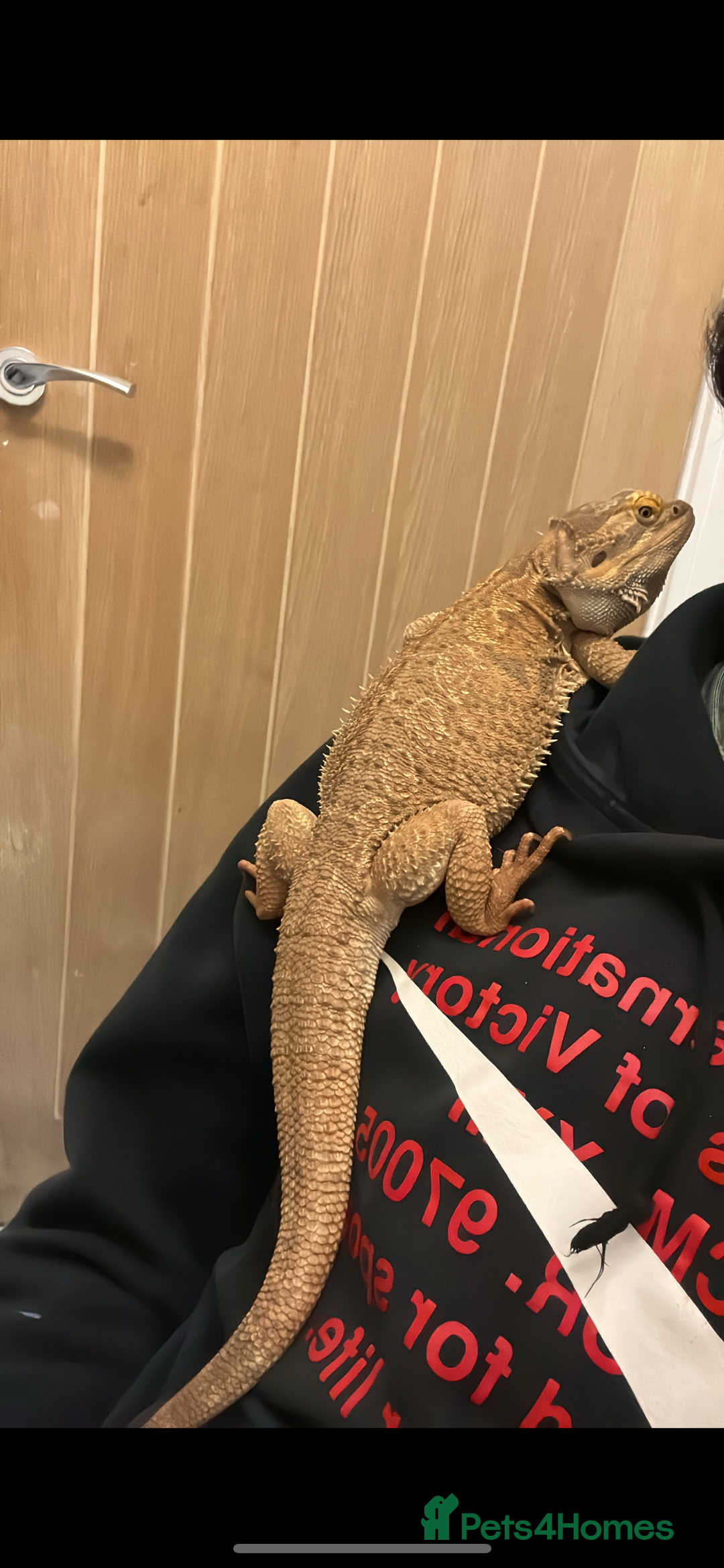 Bearded Dragon reptiles for sale: Bearded dragon  in Newcastle upon Tyne - Image 2