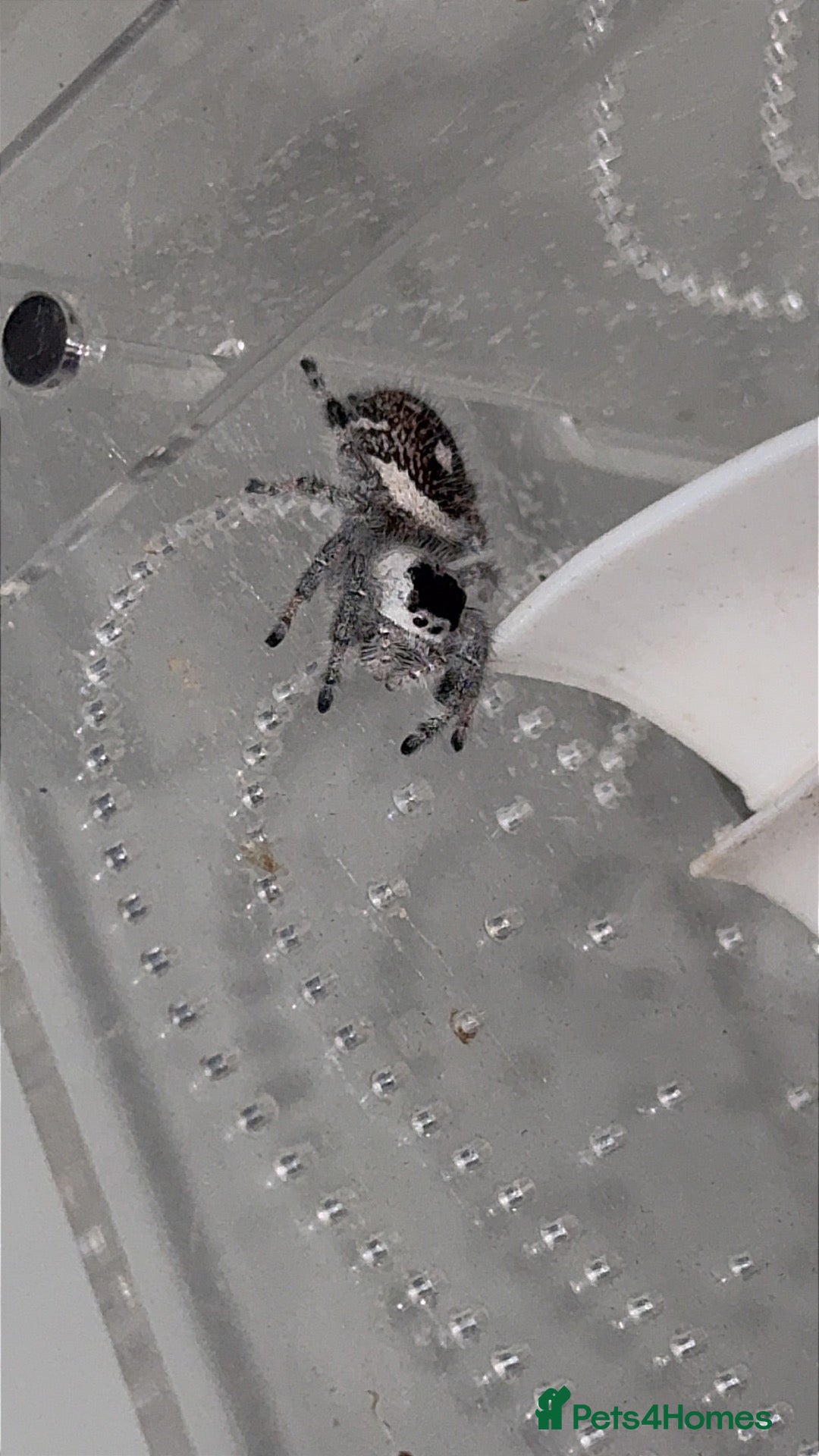 Spiders invertebrates Baby Jumping Spiders  - Advert 1