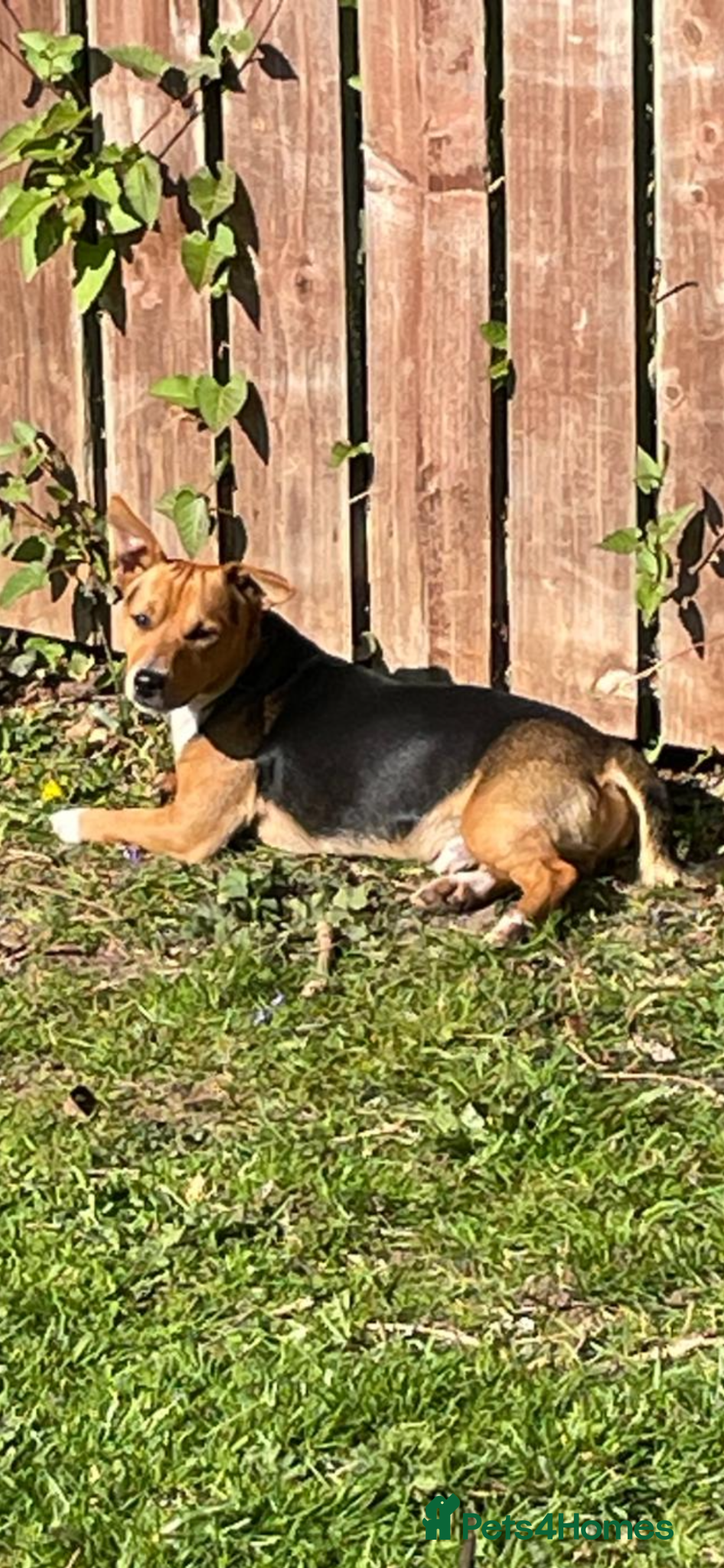 Jack Russell dogs for stud: Miniature Jack Russell for stud - Advert 6