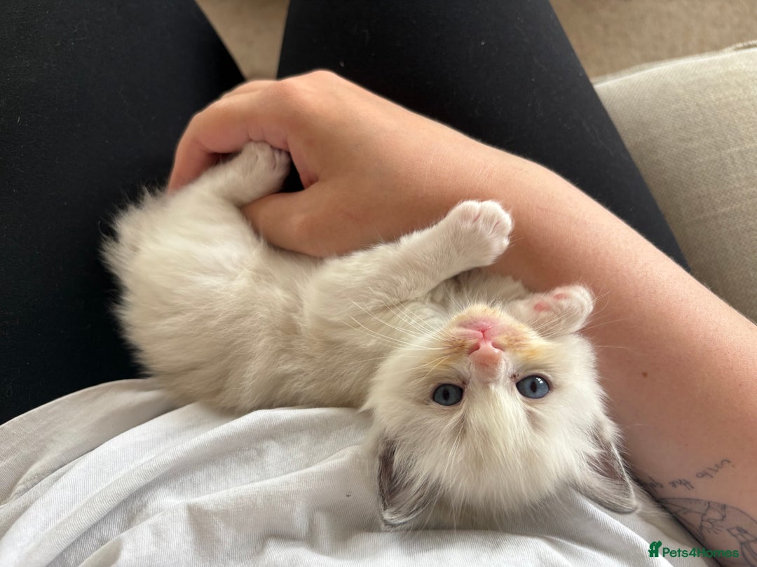 Ragdoll cats for sale: Purebred Blue Mitted Ragdoll Kittens - Image 4