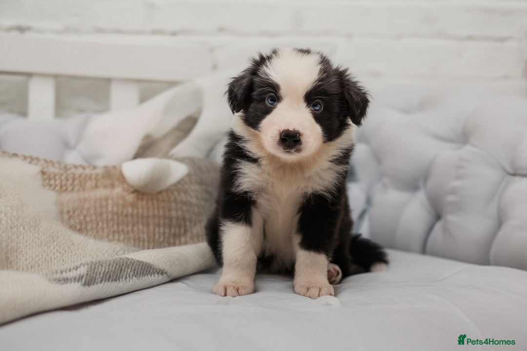 Border Collie dogs for sale: ❗️5⭐️ KC DNA tested champions LAST❗️border collie  - Advert 34