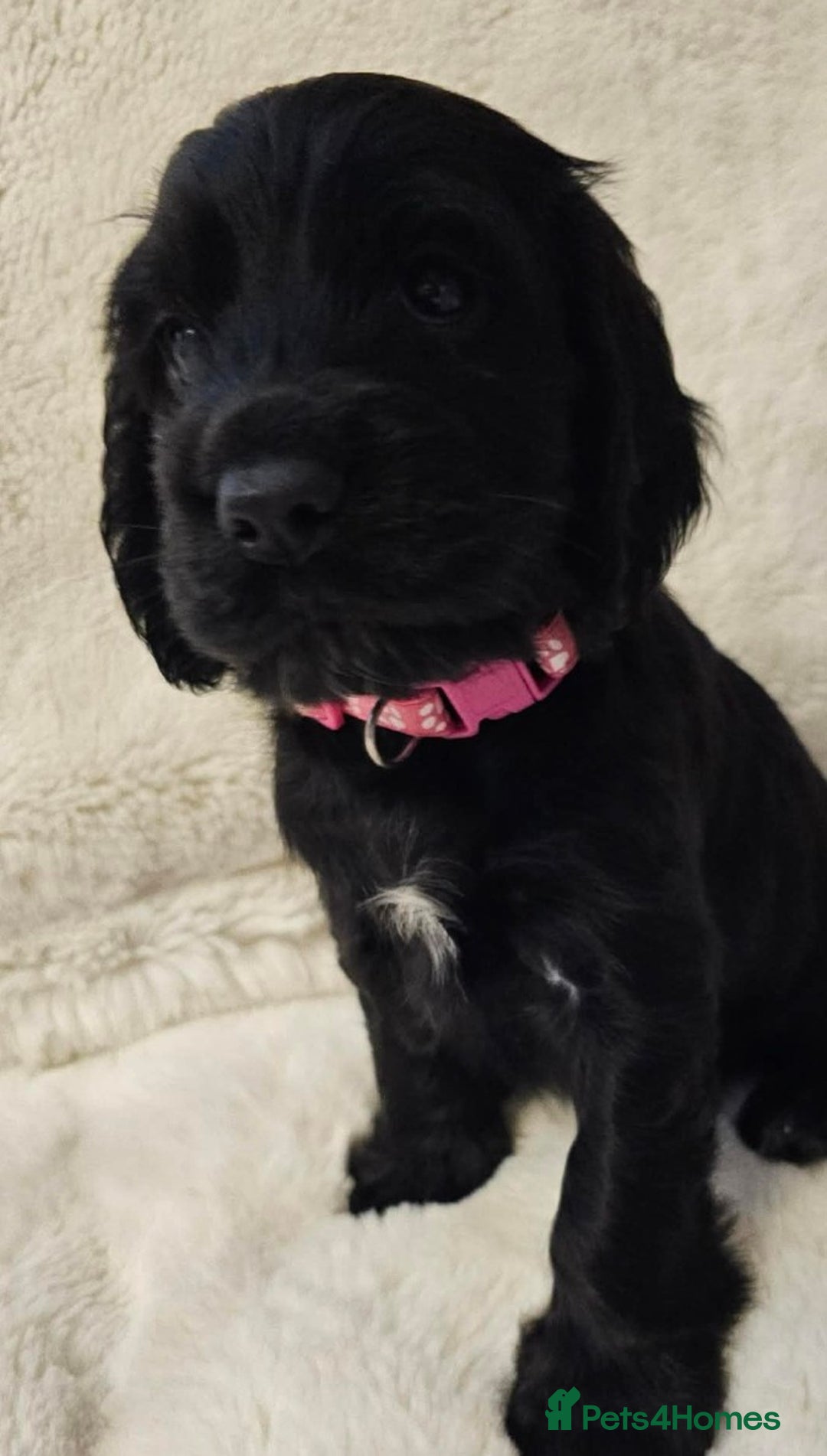 Cocker Spaniel dogs for sale: Litter of gorgeous cocker spaniel puppies  - Advert 16