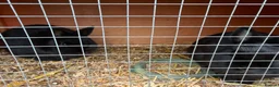 Netherland Dwarf rabbits for sale: Two black male Netherlands dwarfs - Advert 4