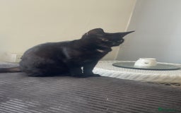 Domestic Shorthair cats for sale: Luna is a female  - Image 1