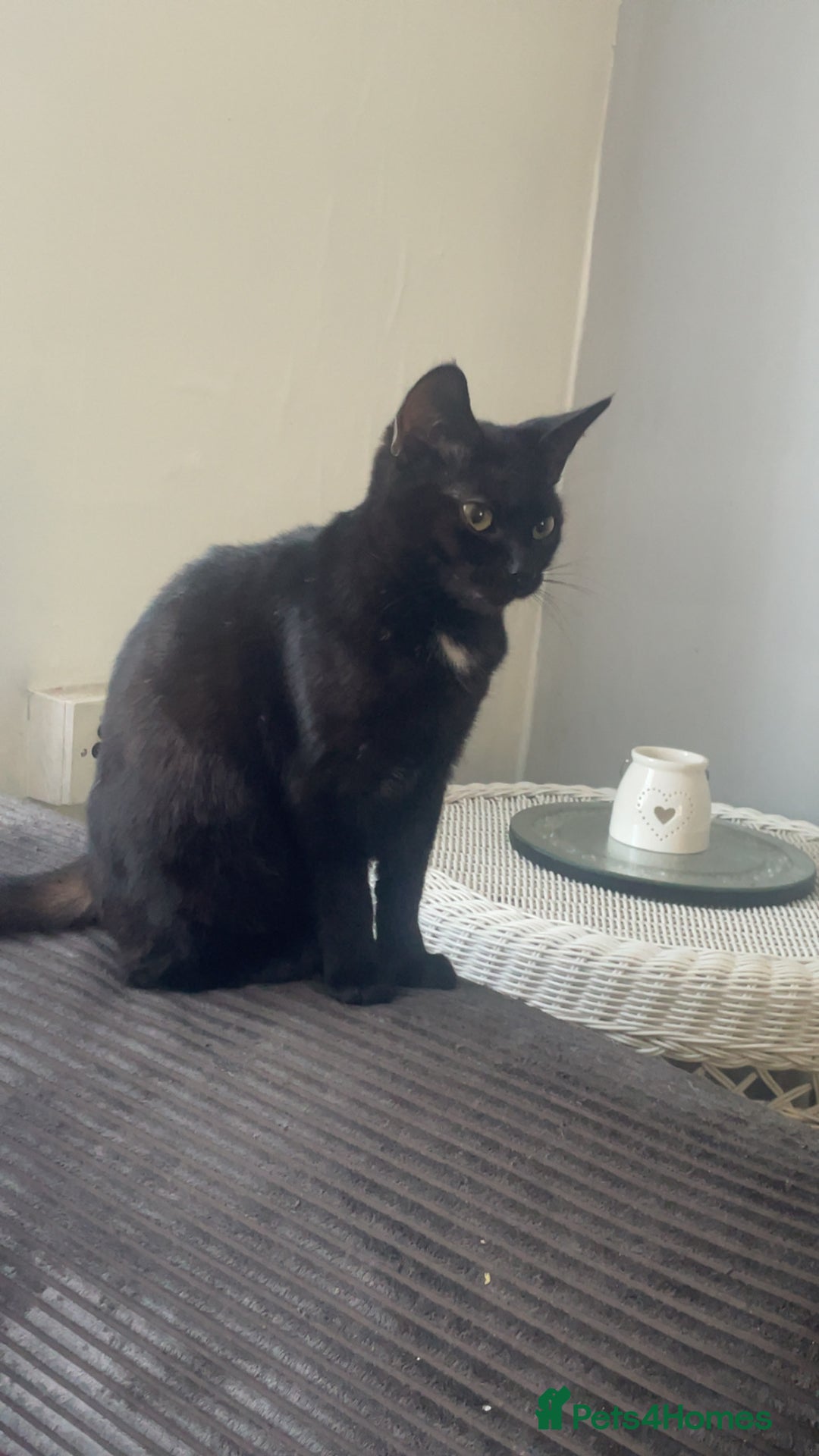 Domestic Shorthair cats for sale: Luna is a female  - Image 1