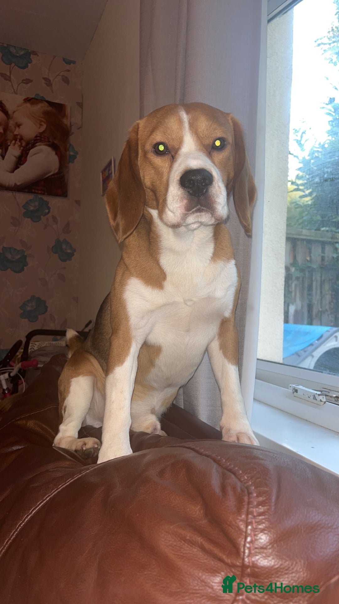 Beagle dogs for stud: Beagle dog available for stud  in Newport - Advert 2